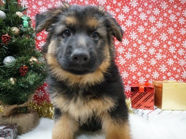 German Shepherd DOG Male BLK/TAN 20722 Petland Racine, Wisconsin