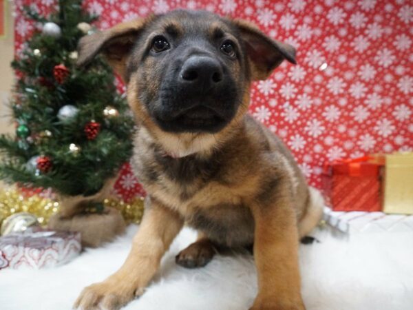 German Shepherd DOG Male BLK/TAN 20723 Petland Racine, Wisconsin