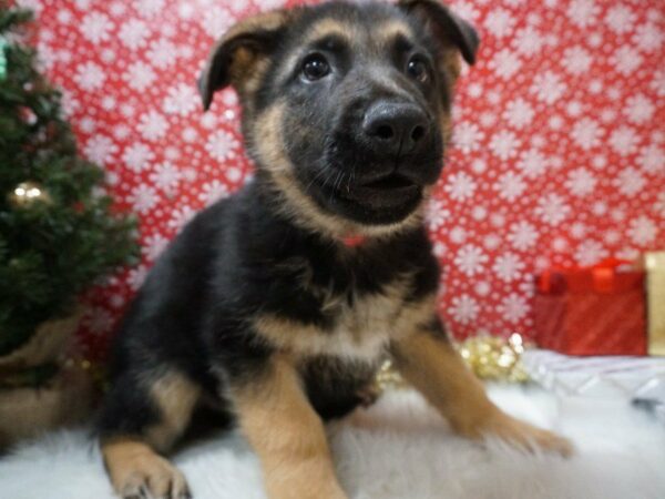 German Shepherd DOG Male BLK/TAN 20724 Petland Racine, Wisconsin