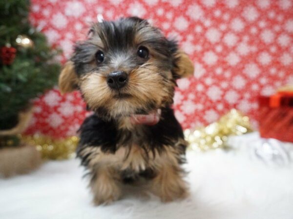 Silky Terrier DOG Female BLK, TAN 20746 Petland Racine, Wisconsin