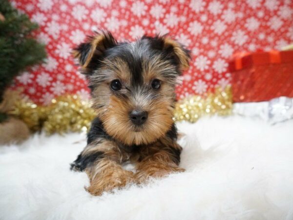 Yorkshire Terrier-DOG-Female-BLK, TAN-20748-Petland Racine, Wisconsin