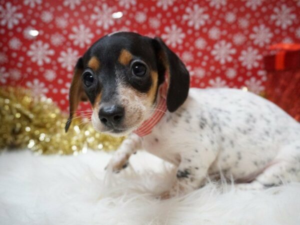 Dachshund-DOG-Male-B/T Piebald-20717-Petland Racine, Wisconsin