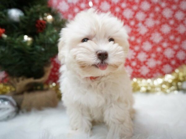 Havanese DOG Female CR 20733 Petland Racine, Wisconsin