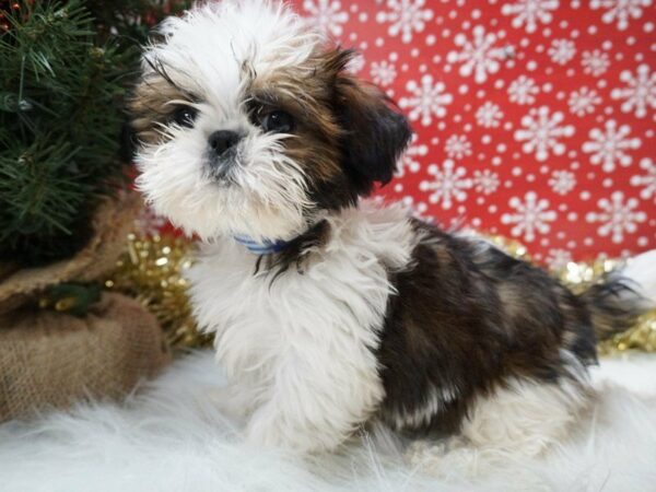 Shih Tzu DOG Male RD, WH 20743 Petland Racine, Wisconsin