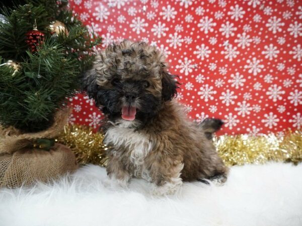 Shihpoo-DOG-Male-SBL, WH-20744-Petland Racine, Wisconsin