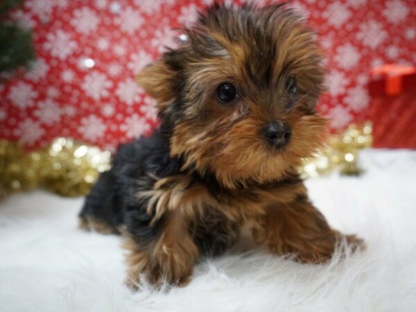 Yorkshire Terrier DOG Male BLK/TAN 20719 Petland Racine, Wisconsin