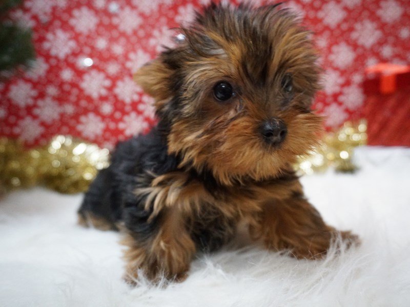 Yorkshire Terrier