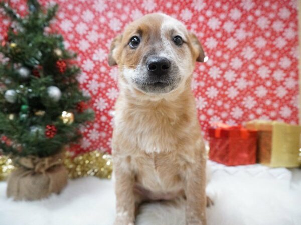 Australian Cattle Dog DOG Female RED MOT 20726 Petland Racine, Wisconsin