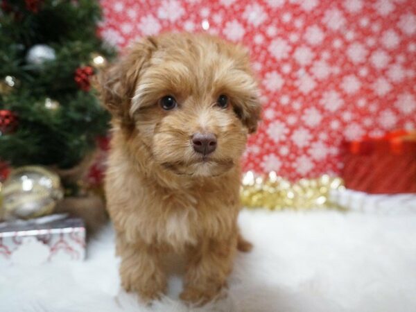 Miniature Aussie Poo-DOG-Female-RD SBL-20739-Petland Racine, Wisconsin