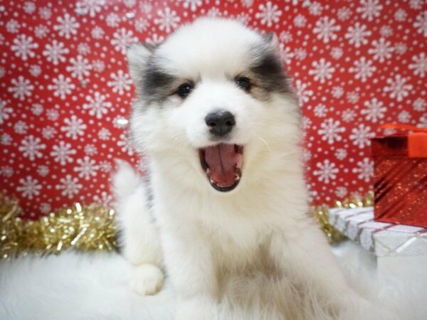 Pomsky-DOG-Male-BLK & WH-20737-Petland Racine, Wisconsin