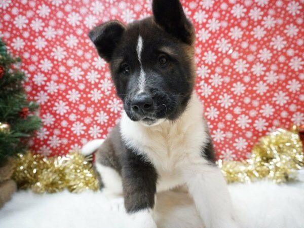 Akita DOG Female BLK/WH 20725 Petland Racine, Wisconsin