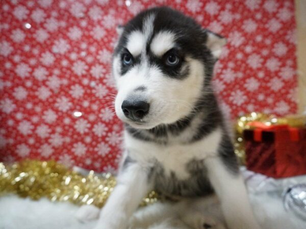 Siberian Husky DOG Female BLK, WH 20745 Petland Racine, Wisconsin