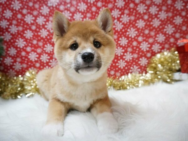 Shiba Inu DOG Male RD, WH MKGS 20741 Petland Racine, Wisconsin