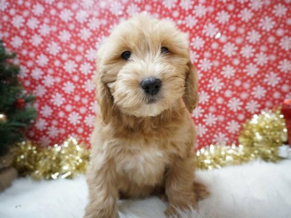 Mini Goldendoodle DOG Male GLDN 20732 Petland Racine, Wisconsin