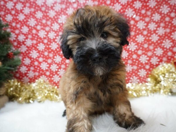 Soft Coated Wheaten Terrier DOG Male WHTN 20747 Petland Racine, Wisconsin