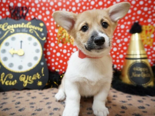 Pembroke Welsh Corgi DOG Female RD & WH 20753 Petland Racine, Wisconsin