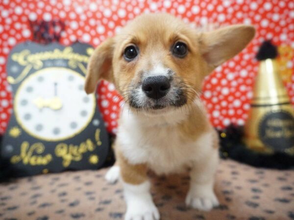 Pembroke Welsh Corgi DOG Female RD & WH 20752 Petland Racine, Wisconsin