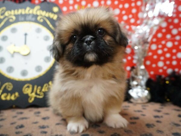 Pekingese DOG Male FN SBL, BLK MSK 20757 Petland Racine, Wisconsin