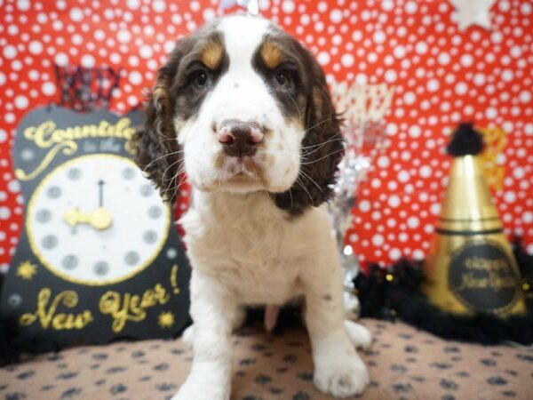 English Springer Spaniel DOG Male IVR WH & TN 20754 Petland Racine, Wisconsin