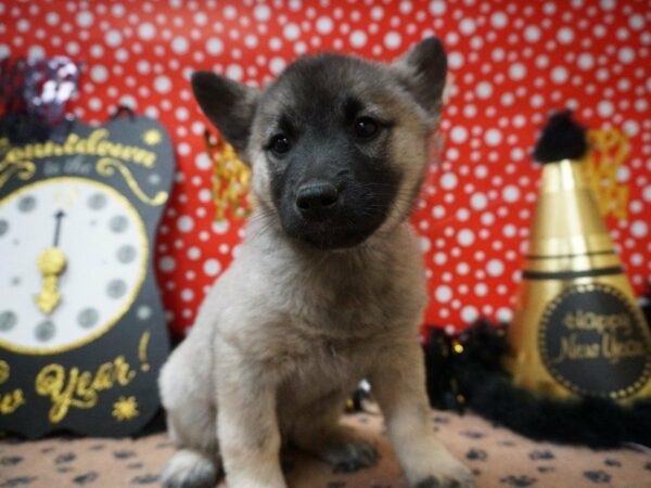 Norwegian Elkhound DOG Male Silver Gray / Black 20749 Petland Racine, Wisconsin