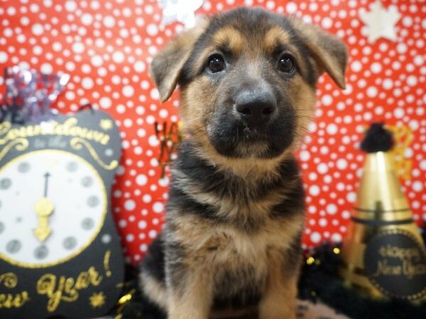 German Shepherd DOG Female BLK & TN 20761 Petland Racine, Wisconsin