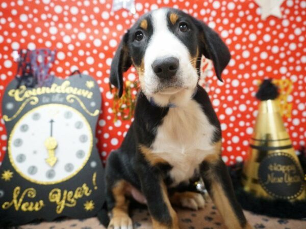 Greater Swiss Mountain Dog DOG Male Black, White / Red 20750 Petland Racine, Wisconsin