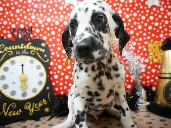 Dalmatian DOG Male BLK & WH 20756 Petland Racine, Wisconsin