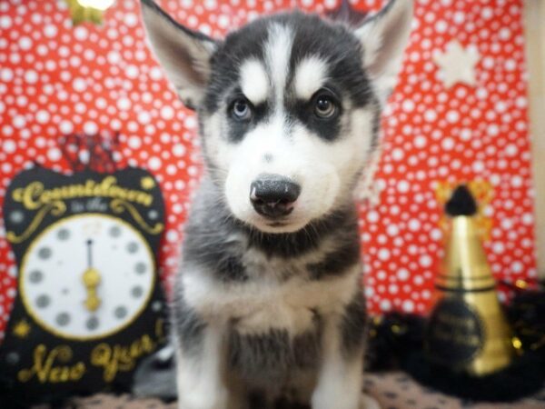 Siberian Husky DOG Male BLK & WH 20759 Petland Racine, Wisconsin