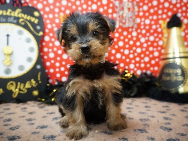 Yorkshire Terrier DOG Male BLUE/GOLD 20765 Petland Racine, Wisconsin