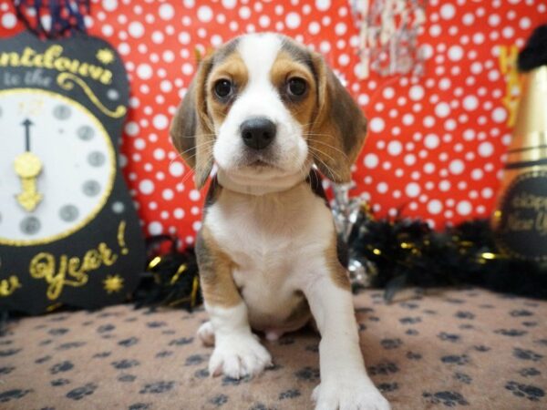 Beagle DOG Male TRI 20763 Petland Racine, Wisconsin