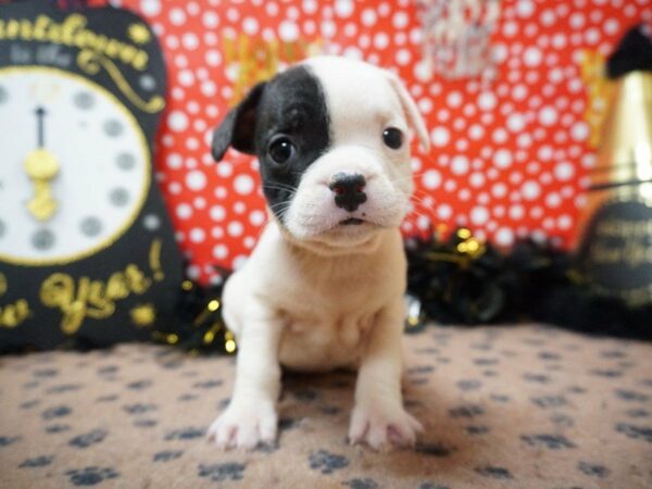 Frocker-DOG-Female-BRINDLE/WHITE-20767-Petland Racine, Wisconsin