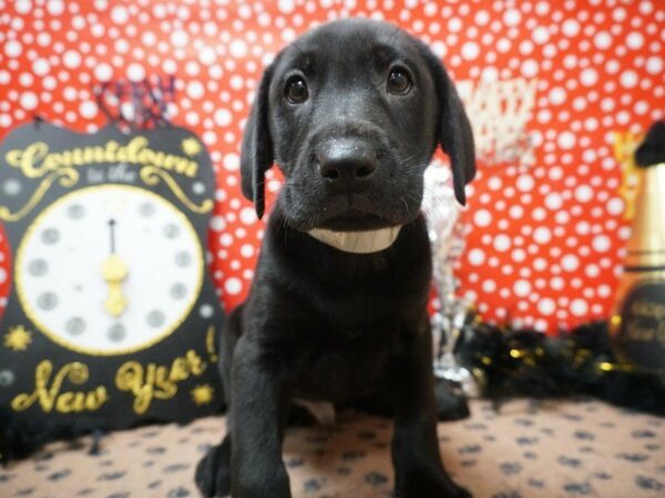 Labrador Retriever DOG Male BLK 20762 Petland Racine, Wisconsin