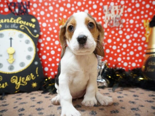 Beagle DOG Female TRI 20764 Petland Racine, Wisconsin