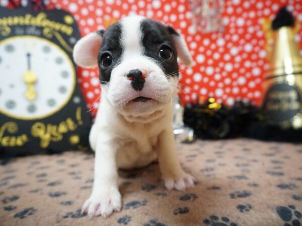 Frocker-DOG-Male-BRINDLE/WHITE-20766-Petland Racine, Wisconsin