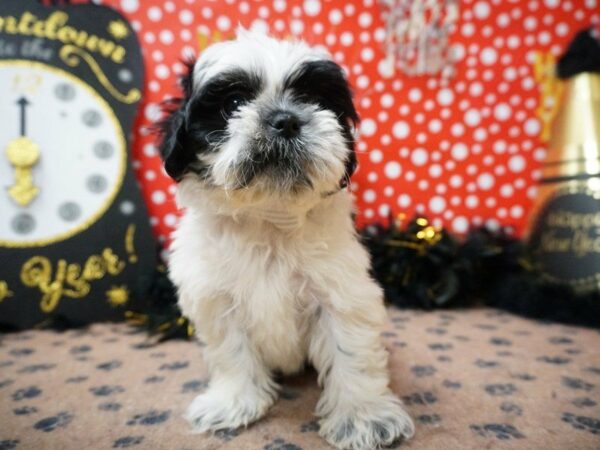 Malshih-DOG-Male-BLK/WH-20768-Petland Racine, Wisconsin