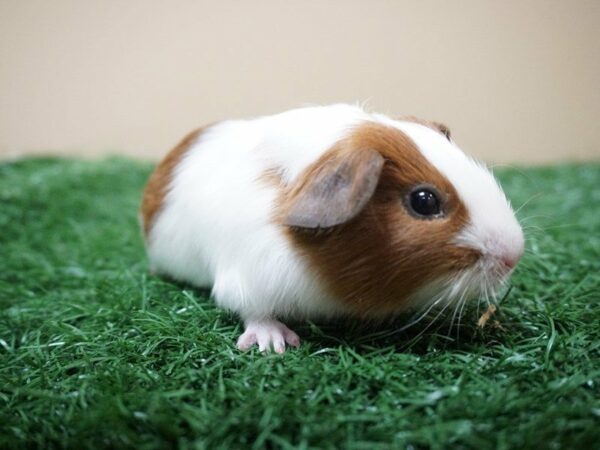 Guinea Pig GUINEA PIG Female 20793 Petland Racine, Wisconsin