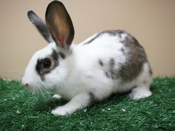 Mini Satin RABBIT Male 20633 Petland Racine, Wisconsin