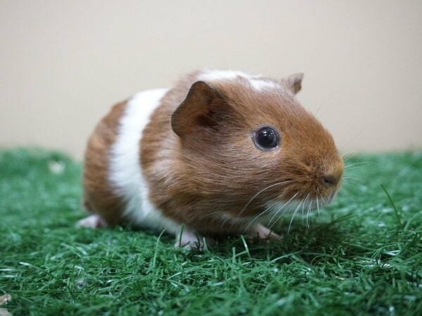 Guinea Pig GUINEA PIG Male 20772 Petland Racine, Wisconsin