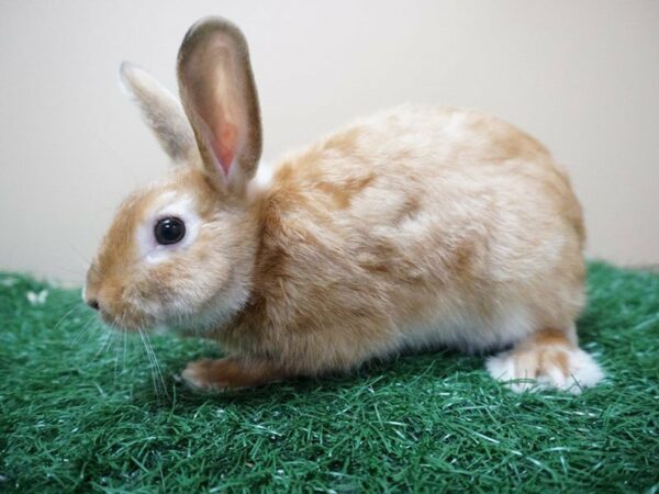 Mini Satin RABBIT Male 20634 Petland Racine, Wisconsin