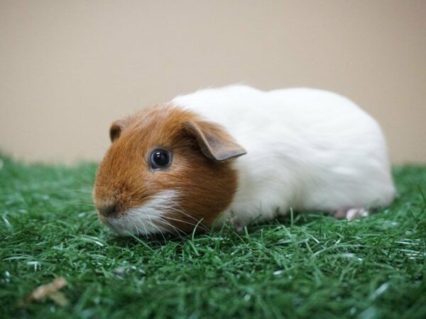 Guinea Pig GUINEA PIG Male 20774 Petland Racine, Wisconsin