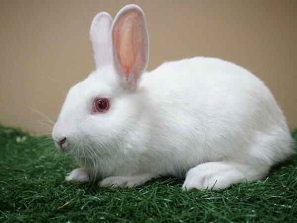 Mini Satin RABBIT Male 20770 Petland Racine, Wisconsin