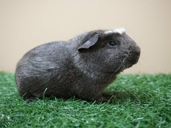 Guinea Pig GUINEA PIG Male 20775 Petland Racine, Wisconsin