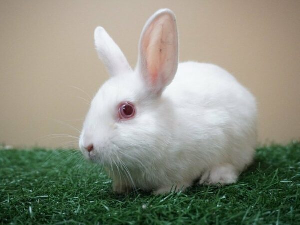 Mini Satin RABBIT Male 20635 Petland Racine, Wisconsin