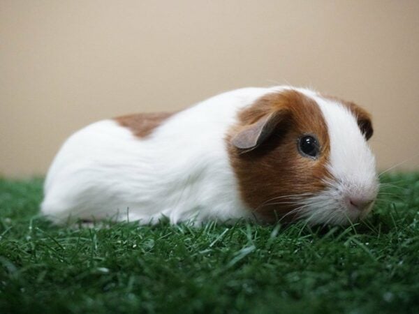 Guinea Pig GUINEA PIG Male 20771 Petland Racine, Wisconsin