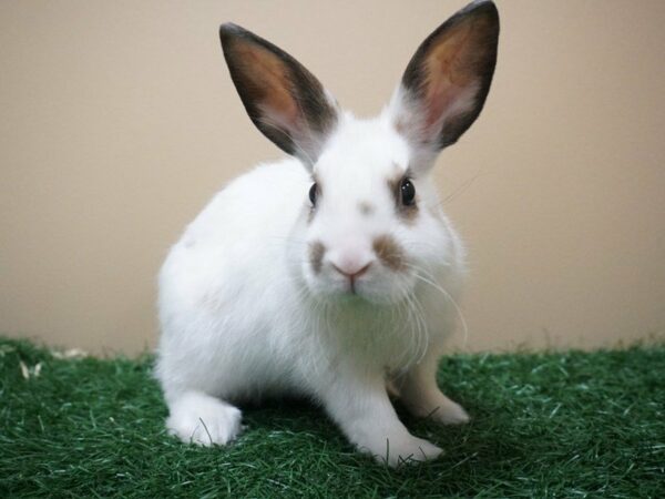 Mini Satin RABBIT Male 20629 Petland Racine, Wisconsin