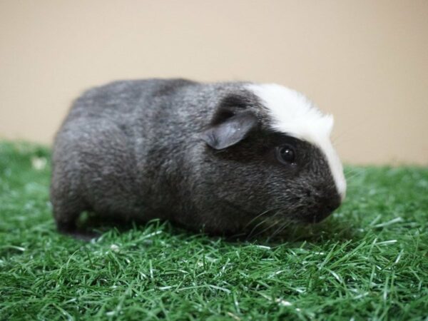 Guinea Pig GUINEA PIG Male 20773 Petland Racine, Wisconsin