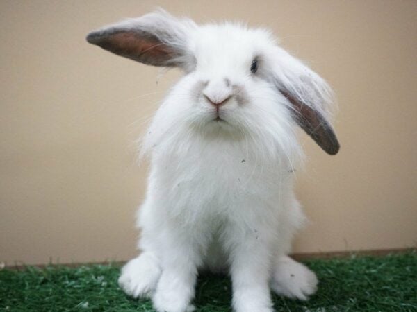 Holland Lop/Lionhead RABBIT Male 20623 Petland Racine, Wisconsin