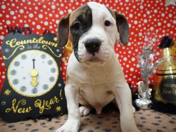 American Bulldog-DOG-Male-BRINDLE/WH-20789-Petland Racine, Wisconsin