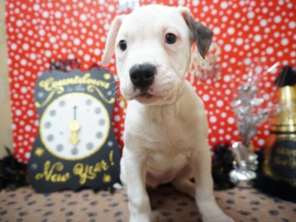 American Bulldog DOG Female BRINDLE/WH 20790 Petland Racine, Wisconsin