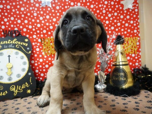 English Mastiff DOG Female 20792 Petland Racine, Wisconsin